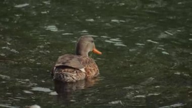 Kuş gölde, nehirde yüzer. Ördek yakın çekimi. River Mallard Ördeği. Ağır çekimde eğil. Ördek temizliği sırasında.