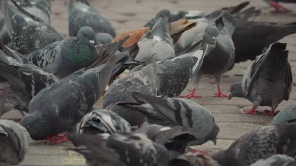 Pigeons Sauvages Columba Livia Domestica Pigeons Rue Assis Sur Une — Video