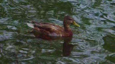 Kuş gölde, nehirde yüzer. Ördek yakın çekimi. River Mallard Ördeği. Ağır çekimde eğil. Ördek temizliği sırasında.