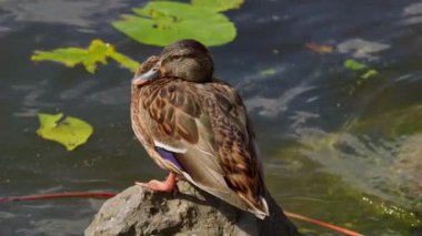 Eğil. Mallard ördeği. Anas Platyrhynchos. Nehirde bir ördek. Ördekler şehir parkında yüzer..