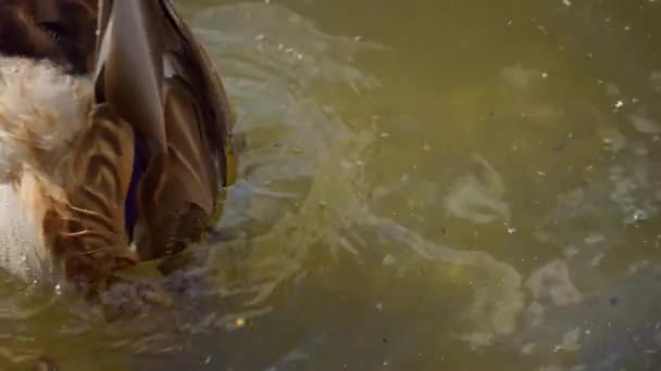 Kuş Gölde Nehirde Yüzer Ördek Yakın Çekimi River Mallard Ördeği — Stok video