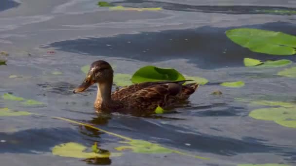 Kuş Gölde Nehirde Yüzer Ördek Yakın Çekimi River Mallard Ördeği — Stok video