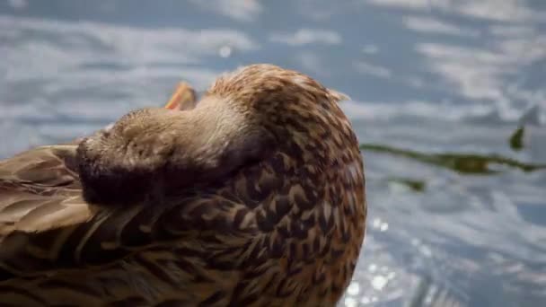 Eğil Mallard Ördeği Anas Platyrhynchos Nehirde Bir Ördek Ördekler Şehir — Stok video