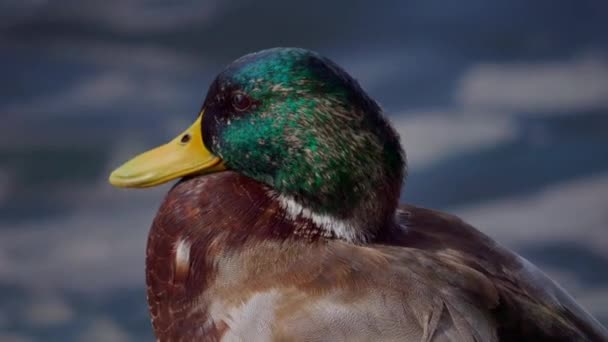 Птица Плавает Озере Река Утиный Крупный План Река Маллард Дак — стоковое видео