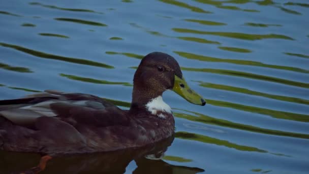 Vogel Zwemt Het Meer Rivier Eend Close Rivier Mallard Duck — Stockvideo