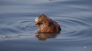 Kuş gölde, nehirde yüzer. Ördek yakın çekimi. River Mallard Ördeği. Ağır çekimde eğil. Ördek temizliği sırasında.