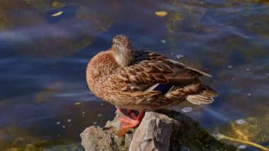 Kuş gölde, nehirde yüzer. Ördek yakın çekimi. River Mallard Ördeği. Ağır çekimde eğil. Ördek temizliği sırasında.