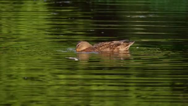 Burung Berenang Danau Sungai Bebek Close Sungai Mallard Duck Bebek — Stok Video
