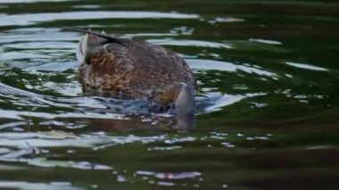 Kuş gölde, nehirde yüzer. Ördek yakın çekimi. River Mallard Ördeği. Ağır çekimde eğil. Ördek temizliği sırasında.