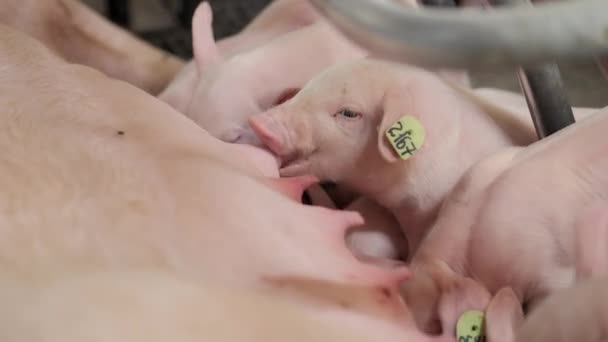 畜牧场 畜牧场上的猪 现代农业猪场 — 图库视频影像