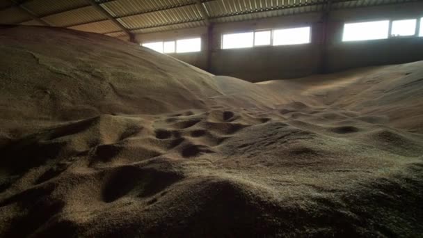 Tahıllı Hangar Buğday Yığını Depo Çatısının Altında Tahıl Var Buğday — Stok video