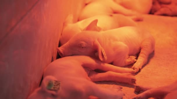 Świnie Gospodarstwie Hodowlanym Hodowli Świń Gospodarstwie Hodowlanym Nowoczesne Rolnicze Świnie — Wideo stockowe