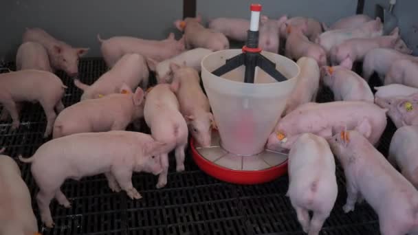 Los Lechones Pequeños Comen Los Lechones Comen Una Granja Cerdos — Vídeo de stock