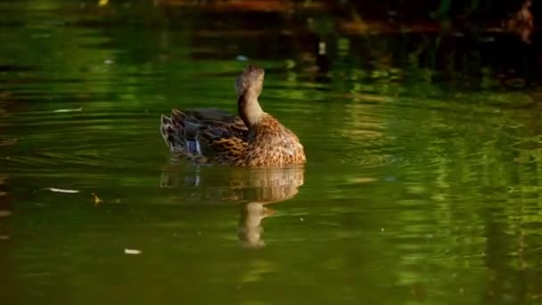 Vogel Zwemt Het Meer Rivier Eend Close Rivier Mallard Duck — Stockvideo