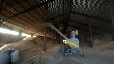 Tahıllı hangar. Buğday yığını. Depo çatısının altında tahıl var. Buğday yığını, depo çatısının altında tahıl