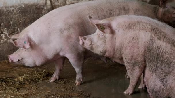 Prasata Chovatelské Farmě Prasata Farmě Hospodářská Zvířata Farmě Moderní Zemědělská — Stock video