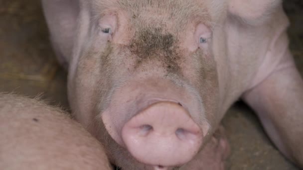 Cerdos Granja Ganado Granja Cerdos Granja Ganado Granja Moderna Cerdos — Vídeo de stock