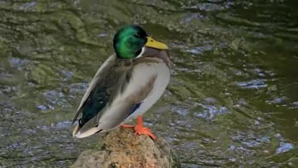Oiseau Nage Dans Lac Rivière Gros Plan Sur Canard Canard — Video