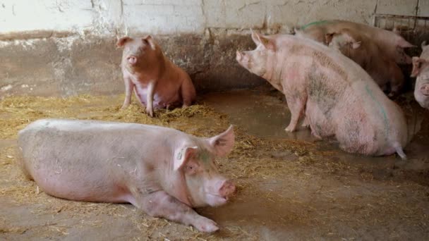 Świnie Gospodarstwie Hodowlanym Hodowli Świń Gospodarstwie Hodowlanym Nowoczesne Rolnicze Świnie — Wideo stockowe