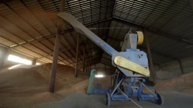 Tahıllı hangar. Buğday yığını. Depo çatısının altında tahıl var. Buğday yığını, depo çatısının altında tahıl