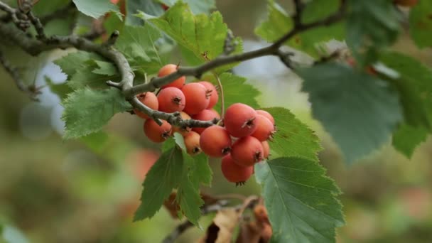 Apel Merah Kecil Paradise Apple Pohon Apel Merah Pohon Menutup — Stok Video