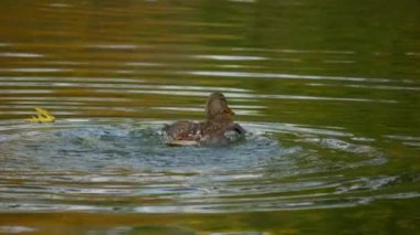 Kuş gölde, nehirde yüzer. Ördek yakın çekimi. River Mallard Ördeği. Ağır çekimde eğil. Ördek temizliği sırasında.