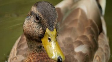 Kuş gölde, nehirde yüzer. Ördek yakın çekimi. River Mallard Ördeği. Ağır çekimde eğil. Ördek temizliği sırasında.