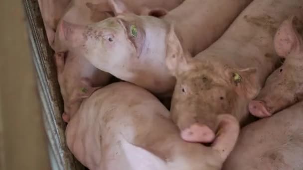 Primer Plano Cerdo Mastica Cerdo Granja Cerdos Agrícola Moderna Feliz — Vídeo de stock