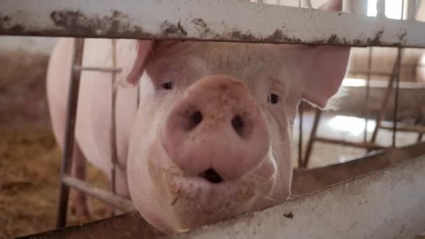 猪特写 猪咬人 现代农业养猪场 快乐的畜牧业 农场里的大猪 — 图库视频影像