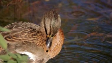 Kuş gölde, nehirde yüzer. Ördek yakın çekimi. River Mallard Ördeği. Ağır çekimde eğil. Ördek temizliği sırasında.