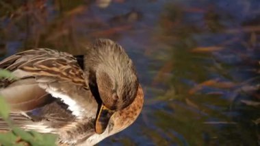 Kuş gölde, nehirde yüzer. Ördek yakın çekimi. River Mallard Ördeği. Ağır çekimde eğil. Ördek temizliği sırasında.