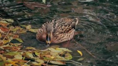 Kuş gölde, nehirde yüzer. Ördek yakın çekimi. River Mallard Ördeği. Ağır çekimde eğil. Ördek temizliği sırasında.