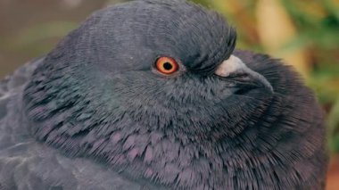 Vahşi güvercinler, Columba Livia domestica, sokak güvercinleri metal bir yapının üzerinde oturuyor. Vahşi güvercin kuşu..