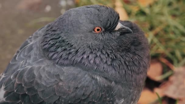 들비둘기 집비둘기 길거리 비둘기 구조물에 비둘기 — 비디오