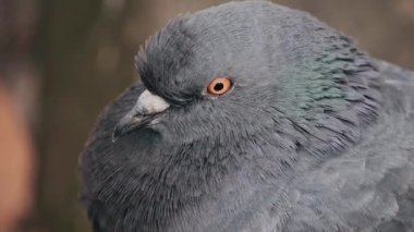 Vahşi güvercinler, Columba Livia domestica, sokak güvercinleri metal bir yapının üzerinde oturuyor. Vahşi güvercin kuşu..