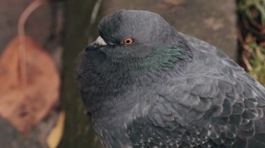 Vahşi güvercinler, Columba Livia domestica, sokak güvercinleri metal bir yapının üzerinde oturuyor. Vahşi güvercin kuşu..