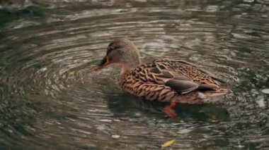 Kuş gölde, nehirde yüzer. Ördek yakın çekimi. River Mallard Ördeği. Ağır çekimde eğil. Ördek temizliği sırasında.