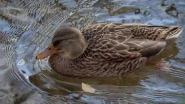 Kuş gölde, nehirde yüzer. Ördek yakın çekimi. River Mallard Ördeği. Ağır çekimde eğil. Ördek temizliği sırasında.