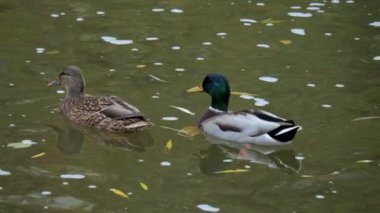 Kuş gölde, nehirde yüzer. Ördek yakın çekimi. River Mallard Ördeği. Ağır çekimde eğil. Ördek temizliği sırasında.