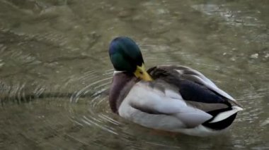 Kuş gölde, nehirde yüzer. Ördek yakın çekimi. River Mallard Ördeği. Ağır çekimde eğil. Ördek temizliği sırasında.