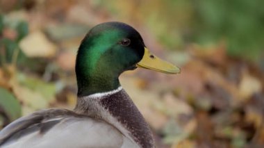 Kuş gölde, nehirde yüzer. Ördek yakın çekimi. River Mallard Ördeği. Ağır çekimde eğil. Ördek temizliği sırasında.