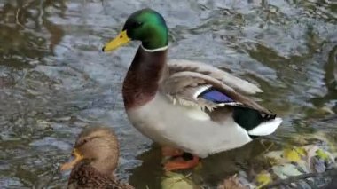 Kuş gölde, nehirde yüzer. Ördek yakın çekimi. River Mallard Ördeği. Ağır çekimde eğil. Ördek temizliği sırasında.