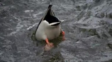 Kuş gölde, nehirde yüzer. Ördek yakın çekimi. River Mallard Ördeği. Ağır çekimde eğil. Ördek temizliği sırasında.