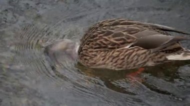 Kuş gölde, nehirde yüzer. Ördek yakın çekimi. River Mallard Ördeği. Ağır çekimde eğil. Ördek temizliği sırasında.