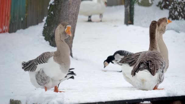 Gray Goose Έναν Άνθρωπο Έκανε Αποθεματικό Φύση Στην Ολλανδία Αργή — Αρχείο Βίντεο