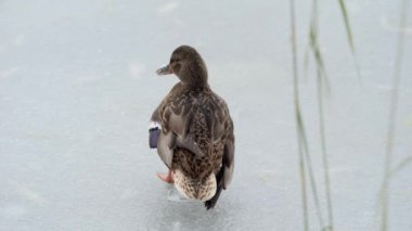 Kuş gölde, nehirde yüzer. Ördek yakın çekimi. River Mallard Ördeği. Ağır çekimde eğil. Ördek temizliği sırasında.