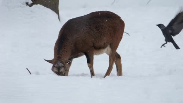 欧洲鼠尾草 冬天的动物 Mouflon Ram 穆夫隆在雪地里 冬天在雪地里漫步 — 图库视频影像