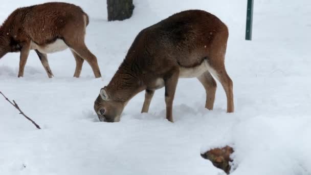 Muflone Europeo Animali Inverno Mouflon Ram Mouflon Nella Neve Inverno — Video Stock