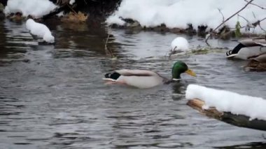 Kuş gölde, nehirde yüzer. Ördek yakın çekimi. River Mallard Ördeği. Ağır çekimde eğil. Ördek temizliği sırasında.