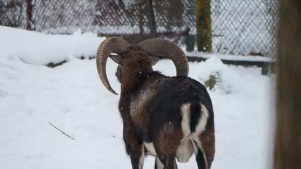 欧洲鼠尾草 冬天的动物 Mouflon Ram 穆夫隆在雪地里 冬天在雪地里漫步 — 图库视频影像
